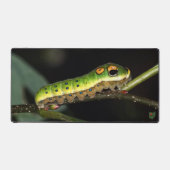 Rupsvlinder van de Spicebush Swallowtail Bureaumat (Voorkant)