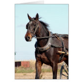 Rural Amish Horse and Buggy (Voorkant)