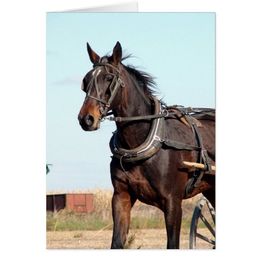 Rural Amish Horse and Buggy (Voorkant)