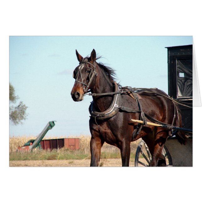 Rural Amish Horse and Buggy (Voorkant Horizontaal)