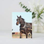 Rural Amish Horse and Buggy Briefkaart (Staand voorkant)