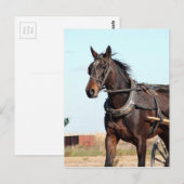 Rural Amish Horse and Buggy Briefkaart (Voorkant / Achterkant)