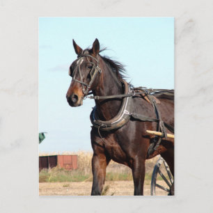 Rural Amish Horse and Buggy Briefkaart