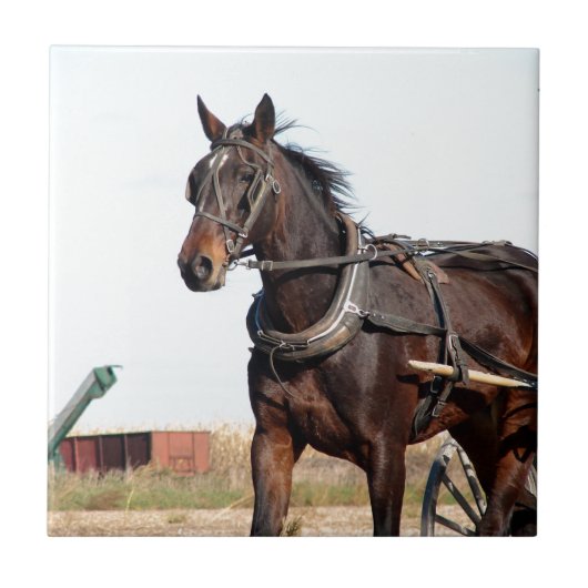 Rural Amish Horse and Buggy Tegeltje (Voorkant)
