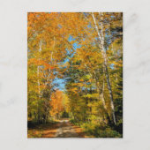 Rural Road Autumn Colors New Hampshire Briefkaart (Voorkant)