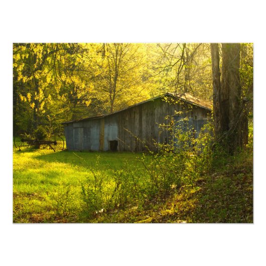 Rural Tennessee Spring Morning Light Foto Afdruk (Voorkant)