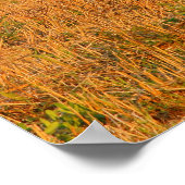 Rural Tuscany Cypress Trees Poster (Hoek)