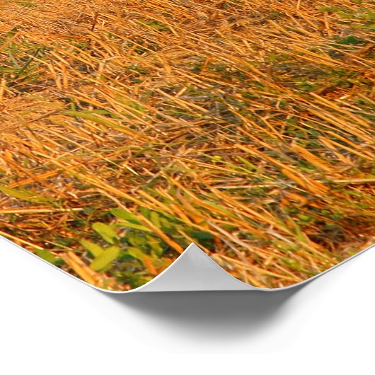 Rural Tuscany Cypress Trees Poster (Hoek)