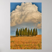 Rural Tuscany Cypress Trees Poster (Voorkant)