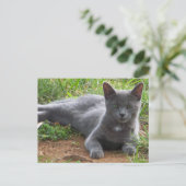 Rusland Blue, Natasha Briefkaart (Staand voorkant)