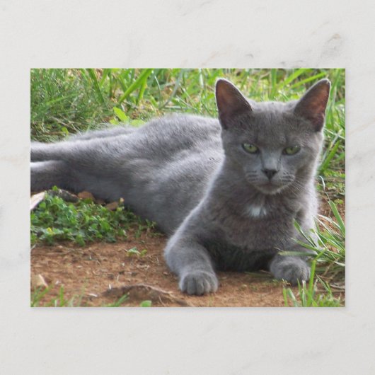 Rusland Blue, Natasha Briefkaart (Voorkant)