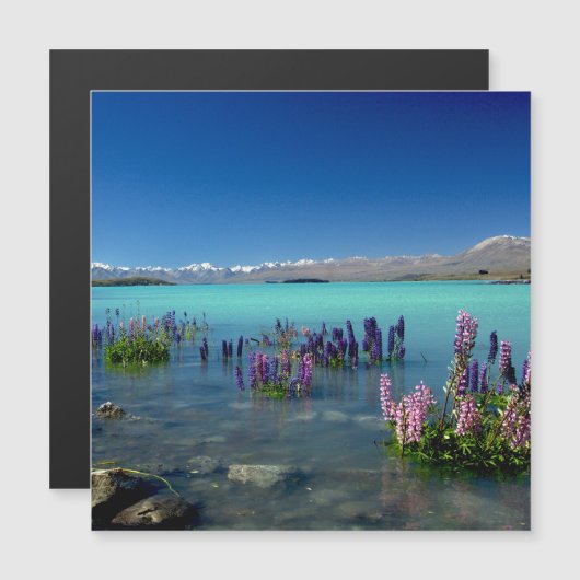 Russell Lupins in Lake Tekapo, Magnet (Voorkant / Achterkant)