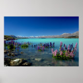 Russell Lupins in Lake Tekapo, New Zealand Poster (Voorkant)