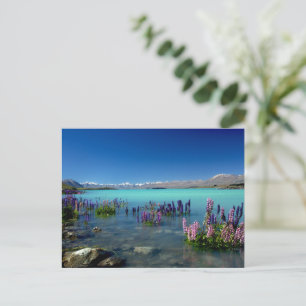 Russell Lupins in Lake Tekapo, Nieuw-Zeeland Briefkaart