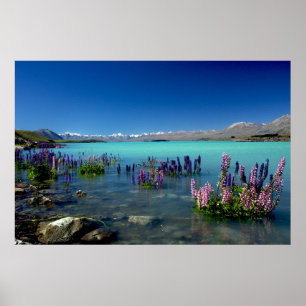 Russell Lupins in Lake Tekapo, Nieuw-Zeeland Poster