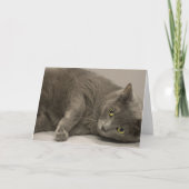 Russian Blue Cat Blank Note Kaart (Voorkant)
