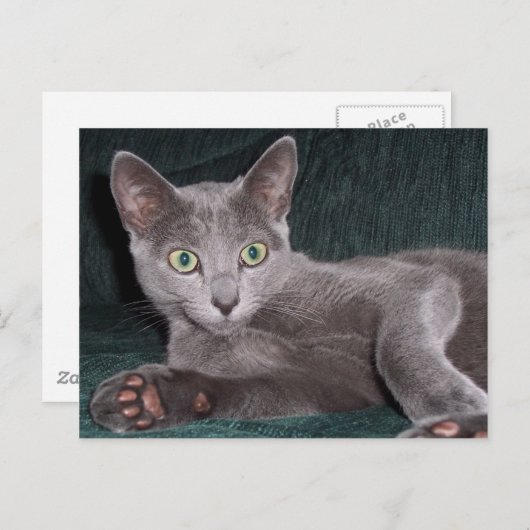 Russisch blauw Briefkaart (Voorkant / Achterkant)