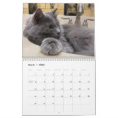 Russisch blauw en gember Sinaasappel Tabby Cats 20 Kalender (Mar 2026)