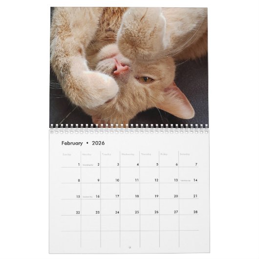 Russisch blauw en gember Sinaasappel Tabby Cats 20 Kalender (Feb 2026)