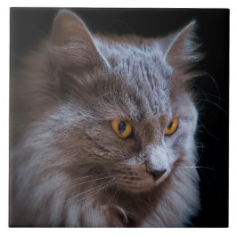 Russisch Blauw Grijs Nebelung Kat Wall Art Tegeltje