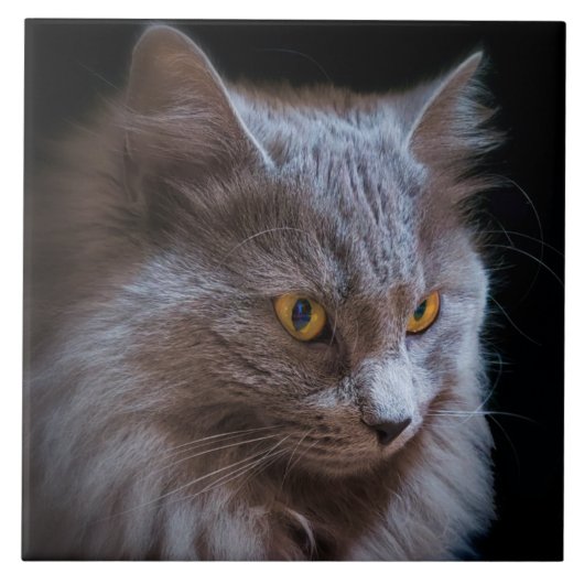Russisch Blauw Grijs Nebelung Kat Wall Art Tegeltje (Voorkant)