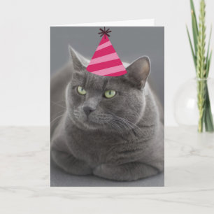 Russisch blauw Kat Birthday Card Focus voor een go Kaart