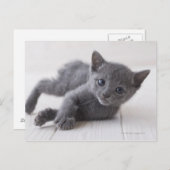 Russisch Blauw Katje Briefkaart (Voorkant / Achterkant)