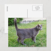 Russisch blauw katje op gras - Briefkaart liola Ka (Voorkant / Achterkant)