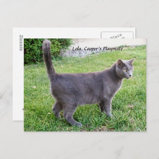 Russisch blauw katje op gras - Briefkaart liola Ka (Voorkant / Achterkant)