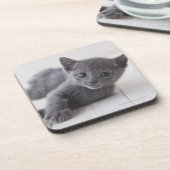 Russisch Blauw Kitten Bier Onderzetter (Linkerzijde)