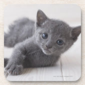Russisch Blauw Kitten Bier Onderzetter (Voorkant)