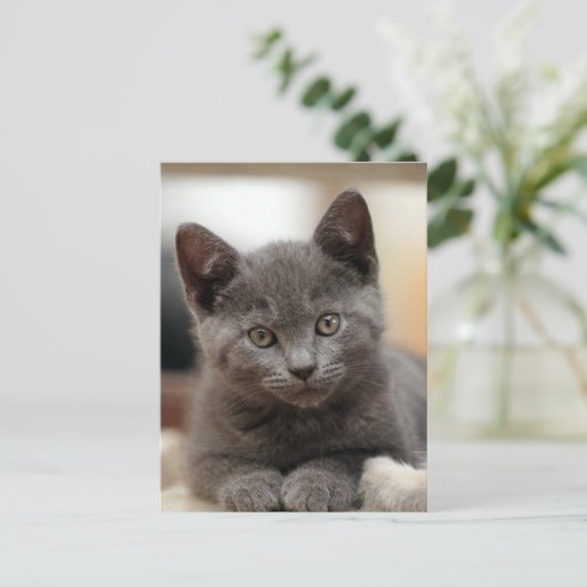 Russisch Blauw Kitten Briefkaart (Staand voorkant)