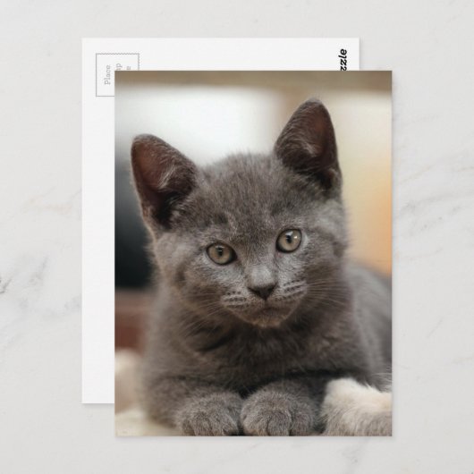 Russisch Blauw Kitten Briefkaart (Voorkant / Achterkant)
