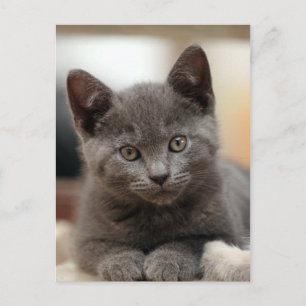 Russisch Blauw Kitten Briefkaart