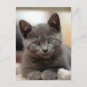 Russisch Blauw Kitten Briefkaart (Voorkant)