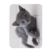 Russisch Blauw Kitten Magneet (Verticaal)