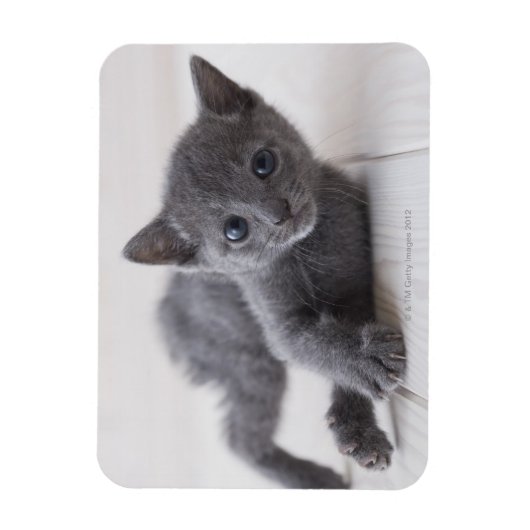Russisch Blauw Kitten Magneet (Verticaal)