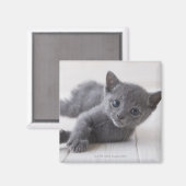Russisch Blauw Kitten Magneet (Voorkant / Achterkant)