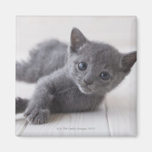 Russisch Blauw Kitten Magneet
