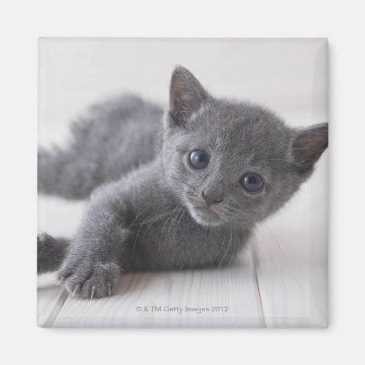 Russisch Blauw Kitten Magneet (Voorkant)