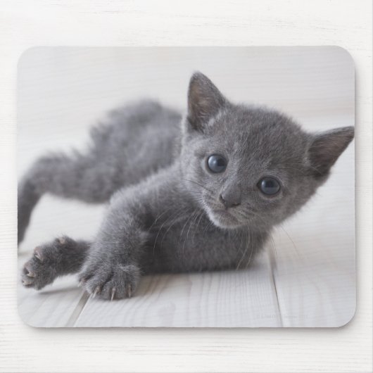 Russisch Blauw Kitten Muismat (Voorkant)