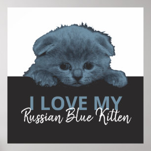 Russisch Blauw Kitten Poster