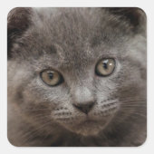 Russisch Blauw Kitten Vierkante Sticker (Voorkant)