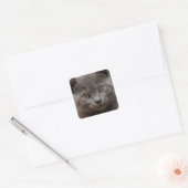 Russisch Blauw Kitten Vierkante Sticker (Envelop)