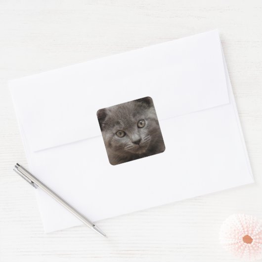 Russisch Blauw Kitten Vierkante Sticker (Envelop)
