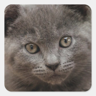 Russisch Blauw Kitten Vierkante Sticker
