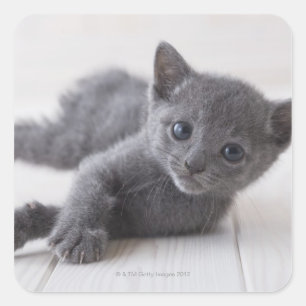Russisch Blauw Kitten Vierkante Sticker