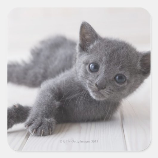 Russisch Blauw Kitten Vierkante Sticker (Voorkant)