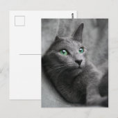 Russisch-blauwe kat met groene ogen briefkaart (Voorkant / Achterkant)