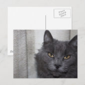 Russisch blauwe kat met lange adem briefkaart (Voorkant / Achterkant)